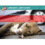 Diaporama Formateur PSCF - Premiers Secours Canins & Félins | Abonnement 12 mois