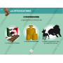 Diaporama Formateur PSCF - Premiers Secours Canins & Félins | Abonnement 12 mois