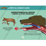 Diaporama Formateur PSCF - Premiers Secours Canins & Félins | Abonnement 12 mois