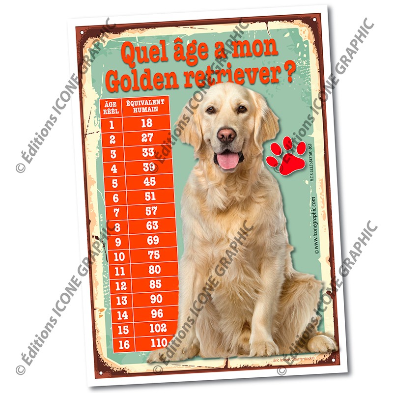 Golden Retriever Âge Humain Âge D’Un Chien En Humain XUIDDG — free download