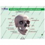 LA CLE USB FORMATEUR PREMIERS SECOURS EN EQUIPE - PSE2