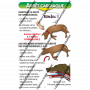 LE MEMENTO 1ERS SECOURS POUR MON CHIEN