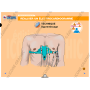 LA CLE USB FORMATEUR PREMIERS SECOURS EN EQUIPE - PSE1