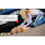 Formation aux premiers secours canins et félins en ligne