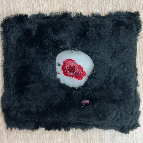 FAUSSE PLAIES DE CHIEN : DEUX PLAIES PAR BALLE