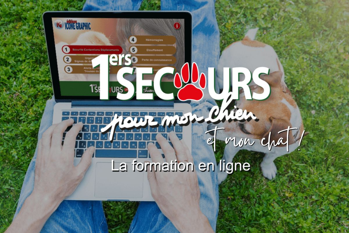formation en ligne premiers secours chien chat