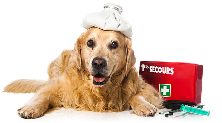 Premiers secours canins félins Icone Graphic