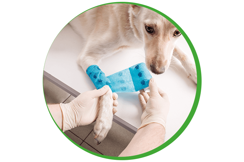 professionnels chien chat